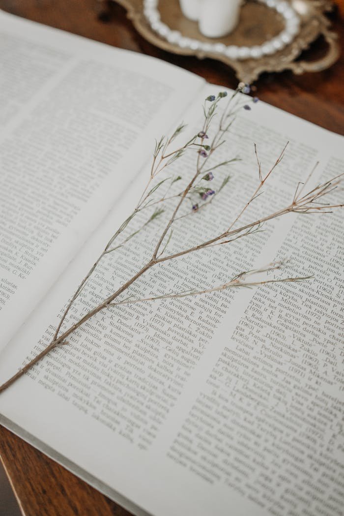 A dried flower elegantly rests on an open book page, creating a serene still life scene.